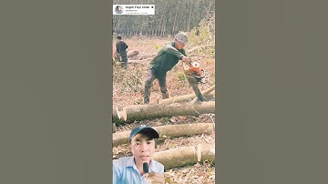 người đàn ông có kỹ năng cưa cây điêu luyện #shorts #fypシ゚viral