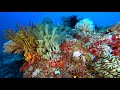 Palawan-Dives-03-SunrizeDives-Coral Gardens-Destacado-Rock-North-Rock-Paul-Ranky-4K