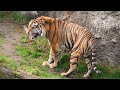 Meet Tacoma&#39;s New Sumatran Tiger, Sanjiv!