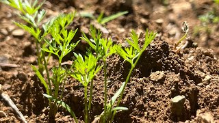 Incidencia de Malezas en el Cultivo de Zanahoria (Daucus carota)