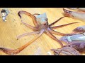 Korea Street Food SQUID SASHIMI Pohang Korea Seafood 02 포항 죽도시장 오징어회