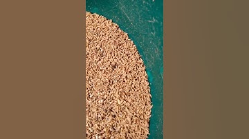 Feeding Catfish Post With Fly Larvae 2021