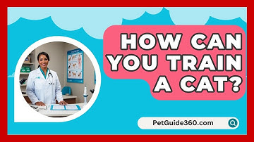How Can You Train a Cat? - PetGuide360.com