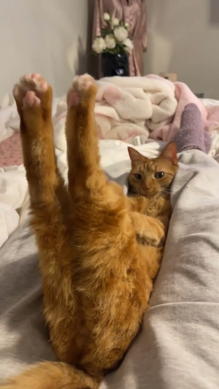 Orange Cat Unlocks New Juno Pose || ViralHog