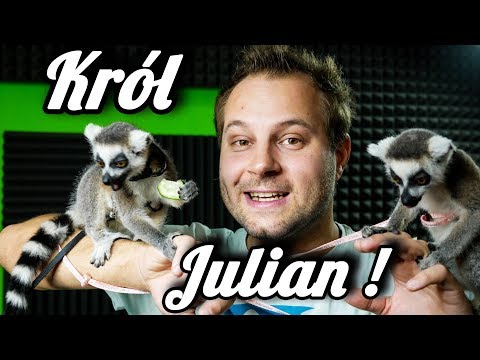 Wideo: Jak Utrzymać Lemura