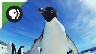 Penguin Invasion!
