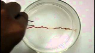 Math Advances Shape-Memory Material