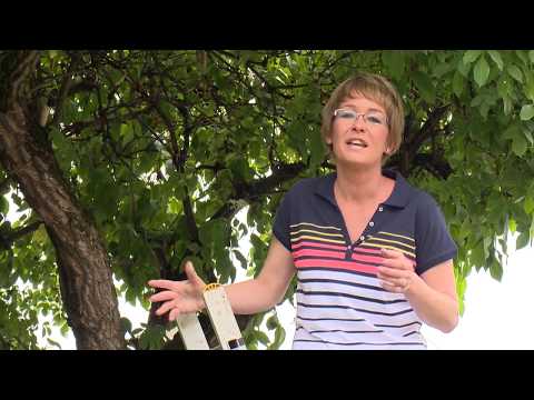 Videó: A bodza betakarítása – Mikor érik a bodza