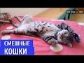 Подборка Смешные кошки 2016 | Funny Cats Compilation 2016