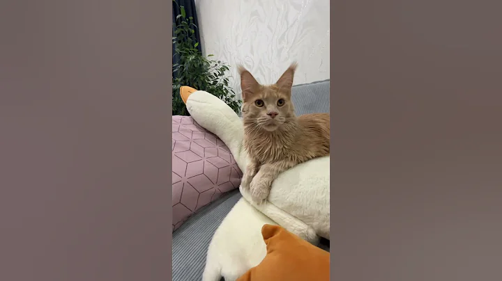 Video 11819961: mainecoon cat funnycat