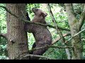 Brown bear  brown tree  bear wood eurasian brown bear ursus arctos arctos