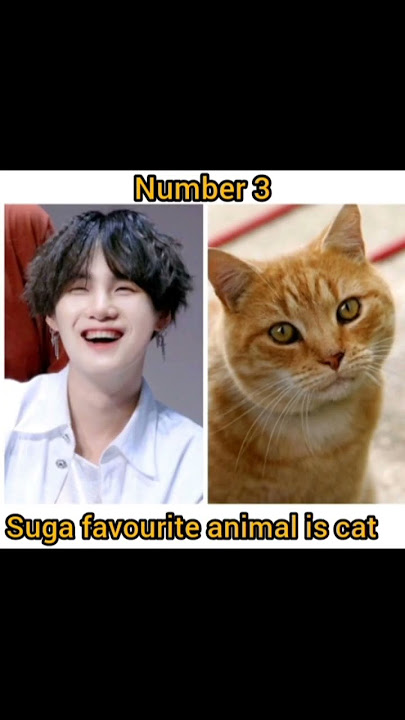 BTS MEMBERS FAVOURITE ANIMAL....