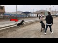 Sacando a pasear a mi Perro Rottweiler -  Realmente es agresivo? 🤯