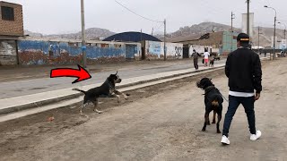 Sacando a pasear a mi Perro Rottweiler   Realmente es agresivo?