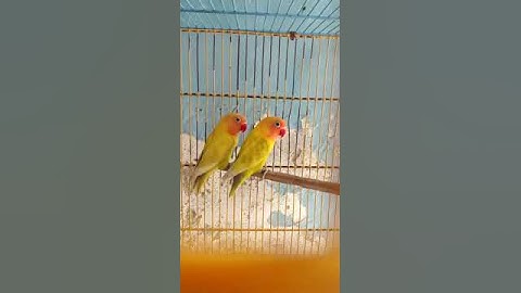 Lutino beauty #wah #lovebird #green #friendship #bird #karachi