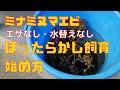 ミナミヌマエビほったらかし飼育の始め方エサ無し水替え不要
