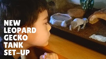 New Leopard Gecko Tank Set-Up | Pebbles
