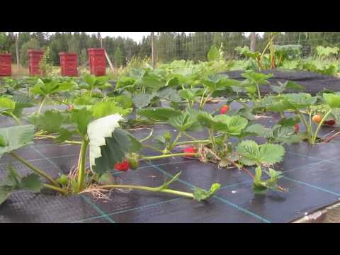 Video: Hur Man Odlar Flerårig Penstemon