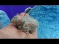 Baby Lineolated Parakeets - Pickles and Nugget Babies