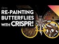 Using Gene Editing To Repaint Butterfly Wings