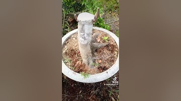 cách ghép khế đơn giản