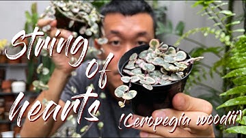 Ceropegia Woodii - String of Hearts Variegated Care Tips and Propagation - WITH SATISFYING UPDATES!