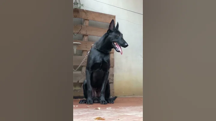 Belgian malinois béc bỉ mexico đực 10 tháng tuổi size đại hậu duệ JACK nhập mexico hàng VIP