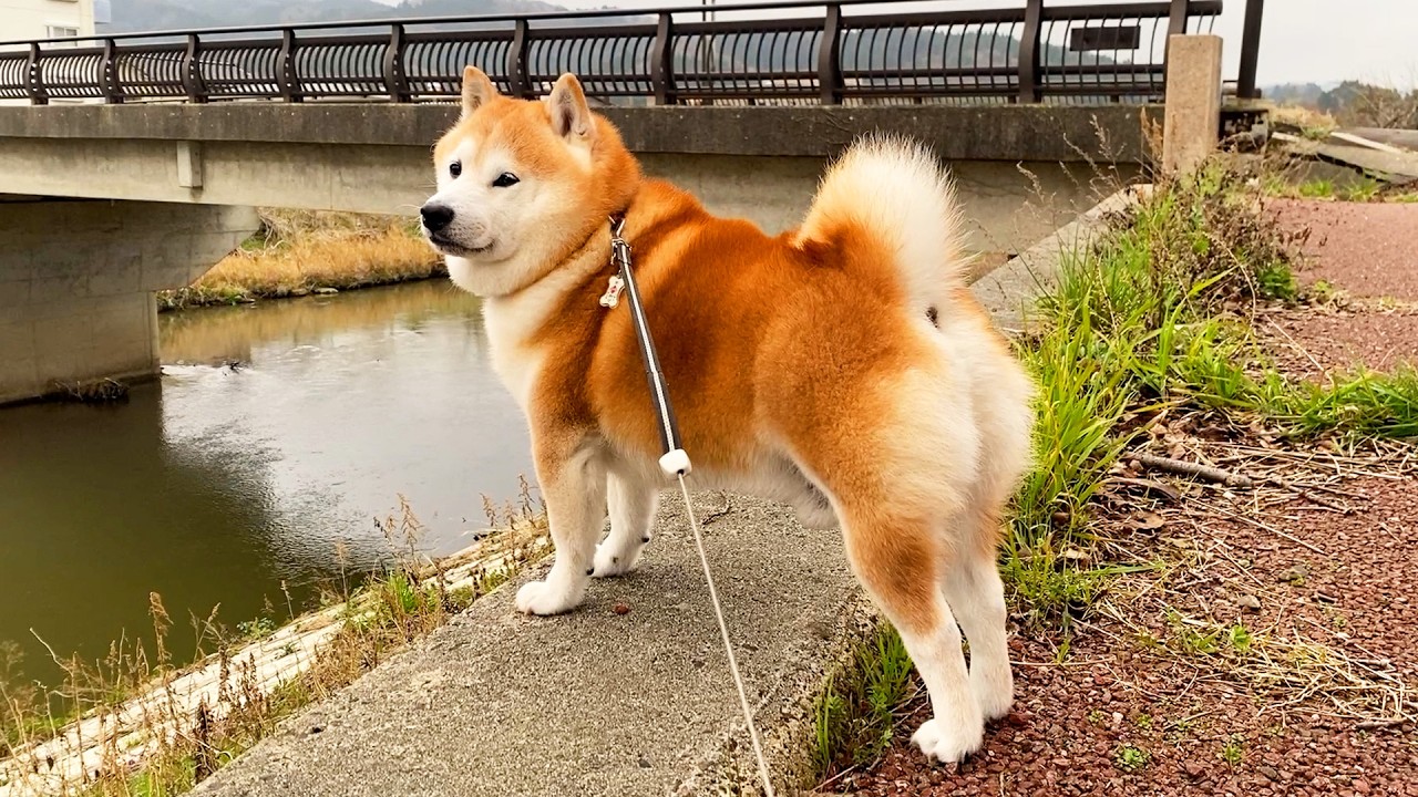 In Shibe's mind, he is eight heads tall. - YouTube