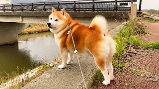 川べりでモデル立ちをし、頭の中でだけは8頭身の柴犬
