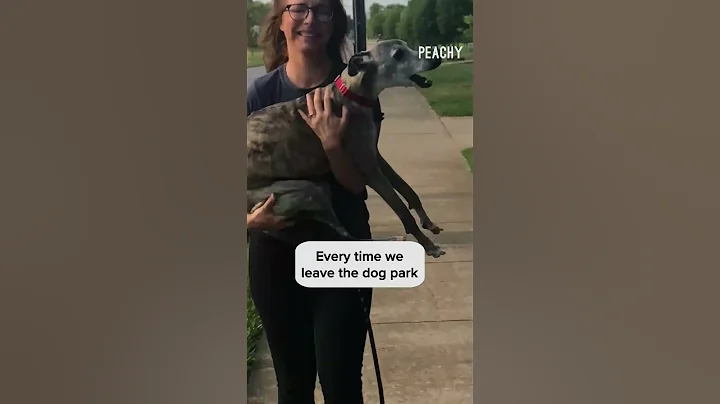 Please mom! Just 5 more minutes! 🐶 #dogs #funny #whippet #dogmom #shorts