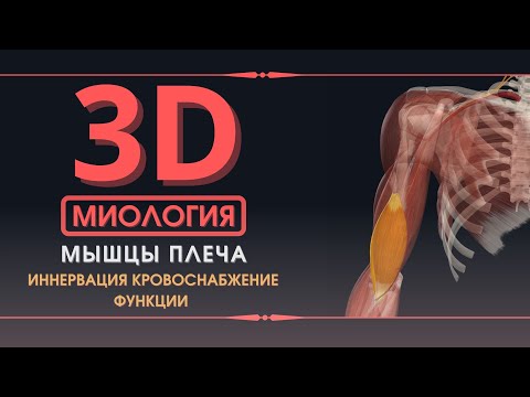 Мышцы Верхней Конечности - 3D Анатомия Мышц Плеча - Часть 2