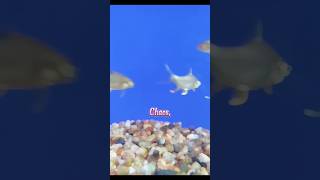 Aquarium Relaxing #diyshorts #viral #viralshorts