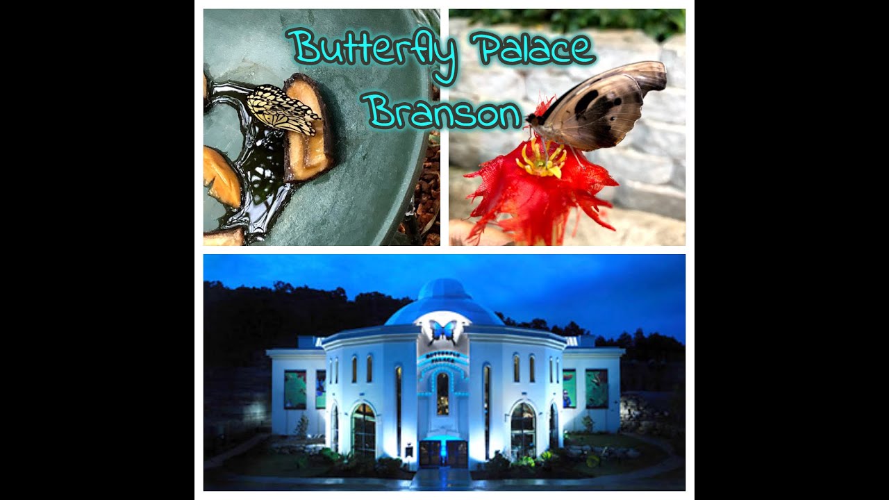 Butterfly Palace Branson YouTube