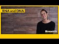 Comparing DNA and RNA