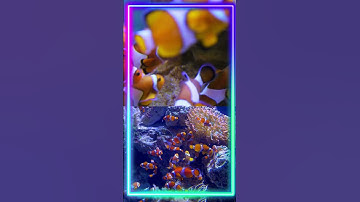 سوره اخلاص شماره 112 معنی اسم: اخلاص