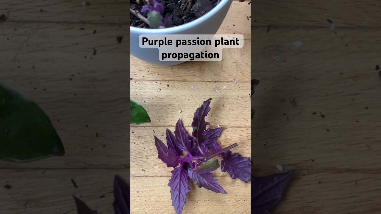 Purple passion plant propagation 