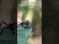 세상에서 가장 강한 독을 가진 곤충 TOP5 #곤충 #독충 Mp3 Song