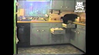 Secret agent dog infiltrates kitchen Secret agent dog infiltrates kitchen