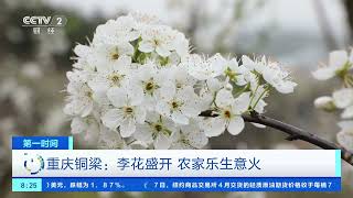 [第一时间]重庆铜梁：李花盛开 农家乐生意火| 财经风云