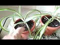 Хлорофитум - пересадка и уход в домашних условиях.//Chlorophytum-transplantation and care at home.//