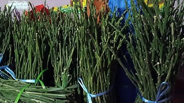 Chồi mắt ghép Bưởi Ruby-Thái-bảo hành chuẩn giống F1.ĐT.0965737868