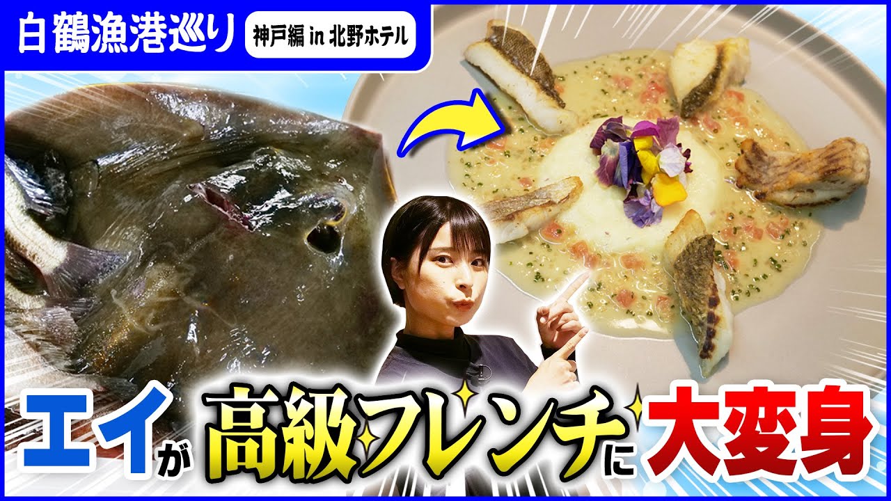 【エイの下剋上】神戸の凄腕シェフが「安くて売りにくい」未利用魚を絶品フレンチに！【白鶴漁港巡り 神戸編 in 北野ホテル】