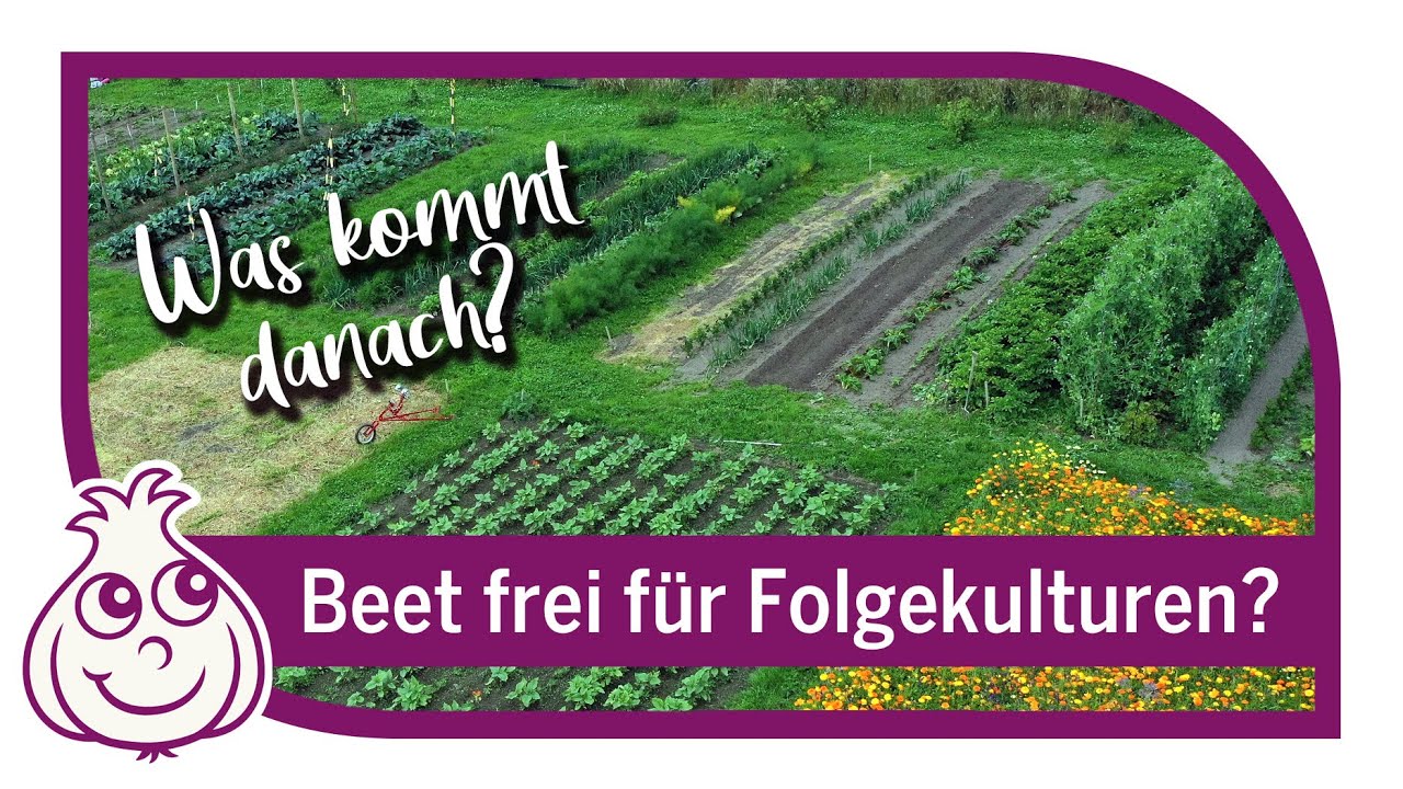 Fruchtfolgen bei uns im Gemüsegarten Gartenrundgang YouTube