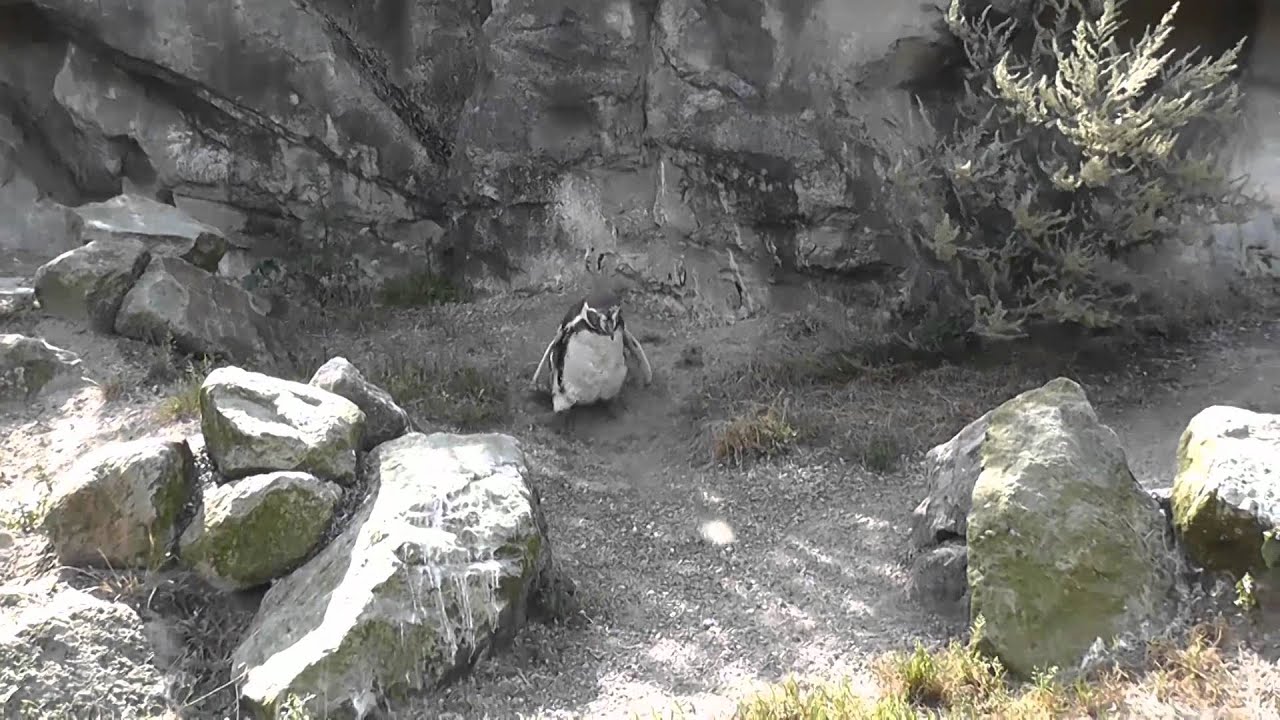 Lustige Tiervideos Auf Youtube Lustige Tiervideos Auf Youtube