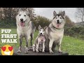 Husky Puppies First Walk Outside! [SHE IS SO HAPPY!]