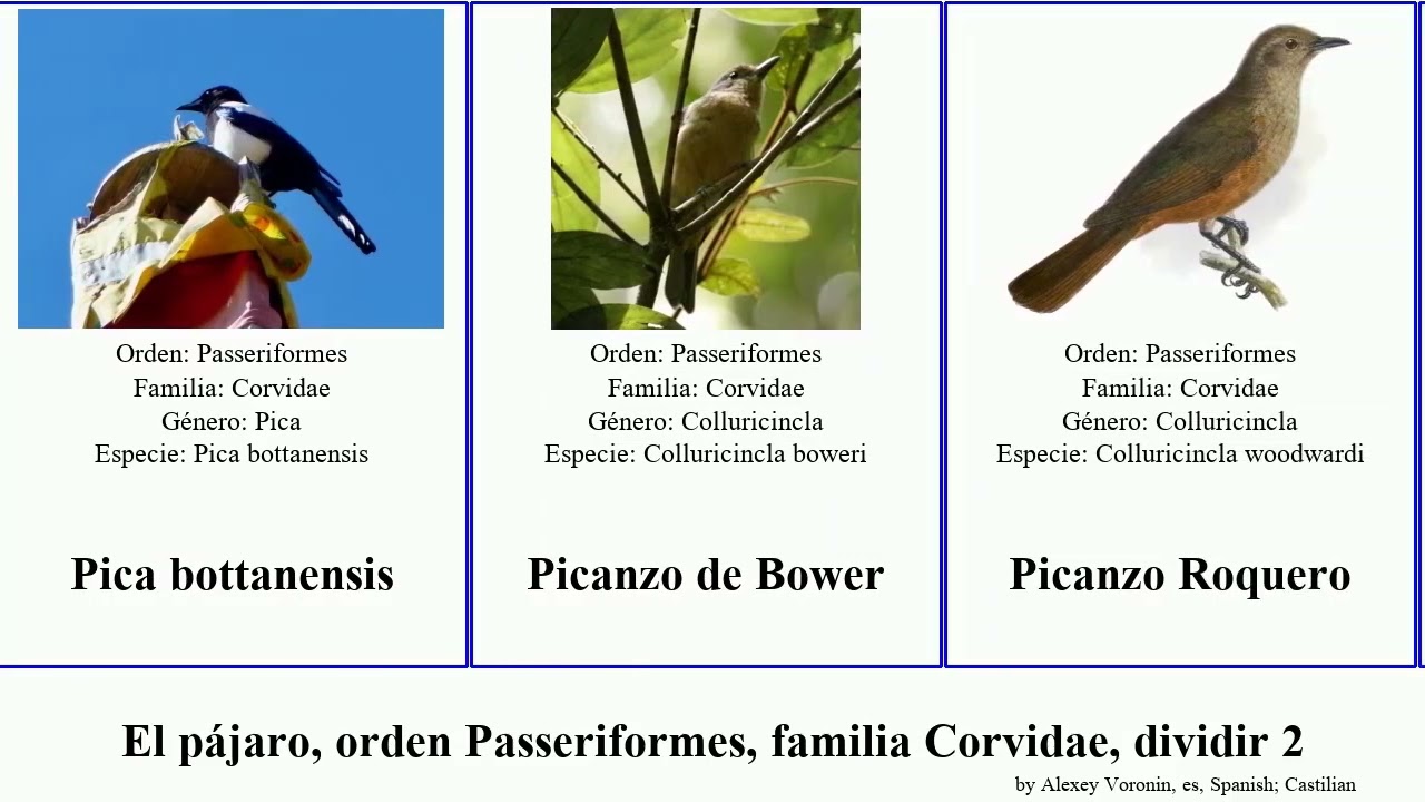 El pájaro, orden Passeriformes, familia Corvidae, dividir 2 silbador urraca cuervo pachycephala