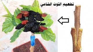 اسرار تطعيم التوت الشامي Mulberry tree grafting