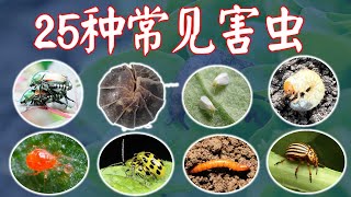 【庭院种菜必修课】最常见的25种害虫。中英文对照附高清照片录像