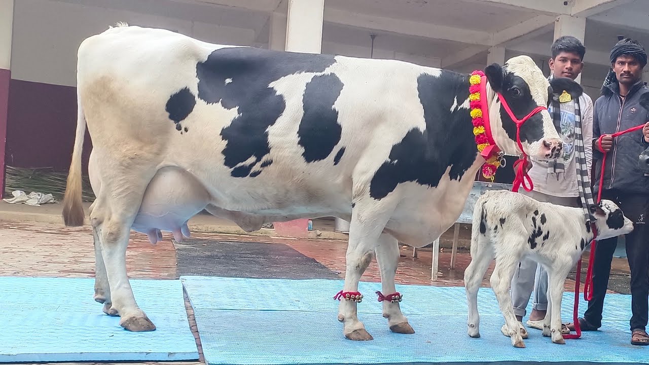 HF, CROSS BREED, का शानदार कलेक्शन बिक्री के लिए उपलब्ध।8127933448,9936366262,8127932875