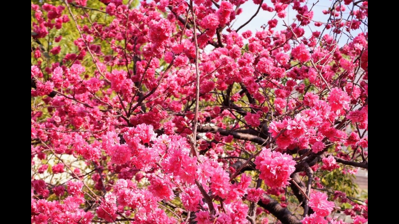 最美、正爆開中的櫻花 泰安派出所櫻花大道！